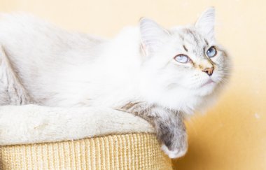 Sibirya doğurmak karlı kedi