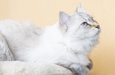 Sibirya doğurmak karlı kedi