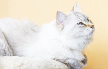 Sibirya doğurmak karlı kedi