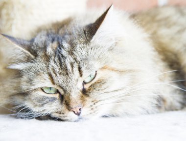 Üç renkli kahverengi yavru kedi, Sibirya yarış