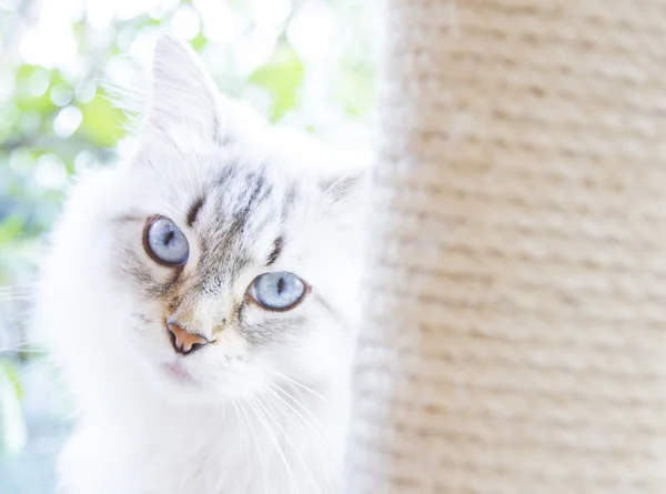 시베리아 품종의 눈 고양이 — 스톡 사진