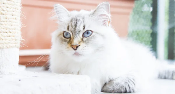 Snöiga katten av sibiriska rasen — Stockfoto