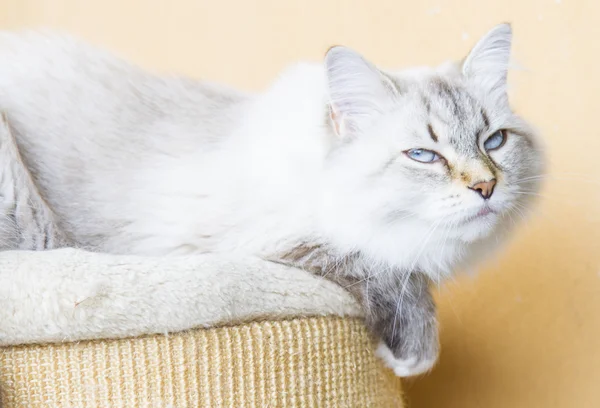 Chat neigeux de race sibérienne — Photo