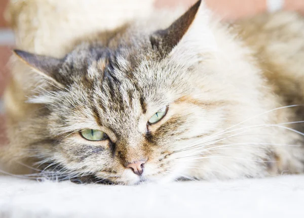 Tricolor brun kattunge, sibiriska ras — Stockfoto