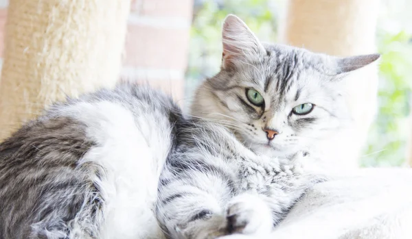 Grå katt av sibiriska ras — Stockfoto