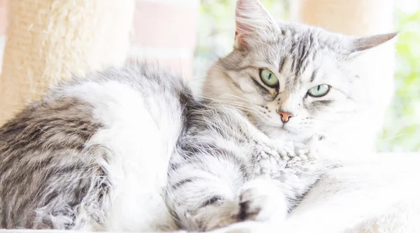 Grå katt av sibirsk rase – stockfoto