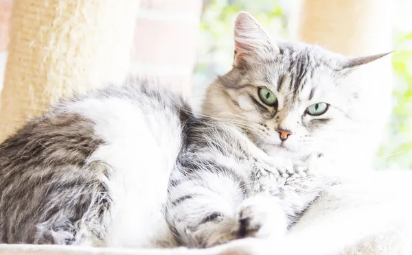 シベリア民族の灰色の猫 — ストック写真