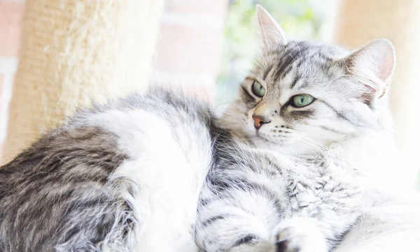 Grey cat of siberian race — Stock Photo, Image