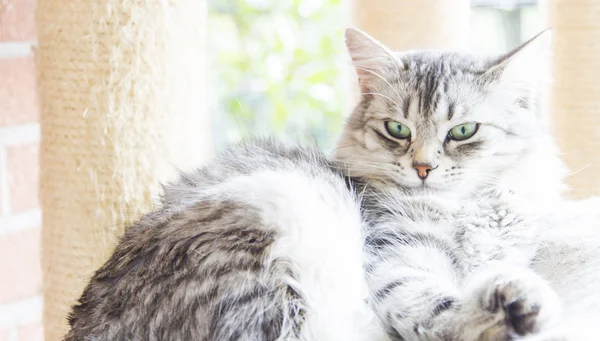 Gato cinza de raça siberiana — Fotografia de Stock