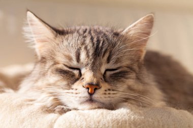 Sibirya cinsinden sevimli gümüş bir kedi yastıkta