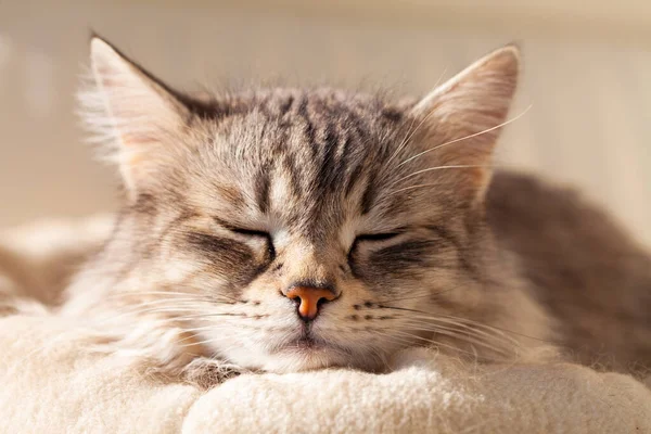 베개 위에 앉아 있는 아름다운 은 고양이 과 동물 — 스톡 사진