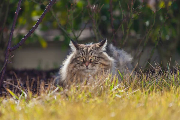 Bedårande brun tabby katt av sibirisk ras utomhus, manligt kön — Stockfoto