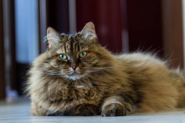 Cute cat of siberian breed in relax indoor, brown mackerel hair