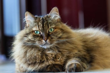 Cute cat of siberian breed in relax indoor, brown mackerel hair
