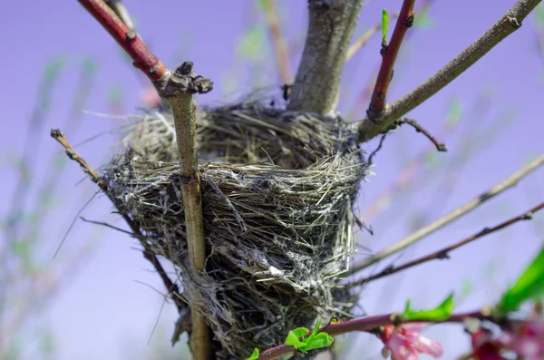 Lentetijd vogels nesten — Stockfoto