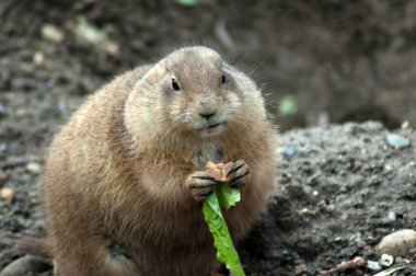 Çayır köpeği'ni yeme