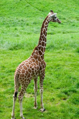 par de jirafas articuladas