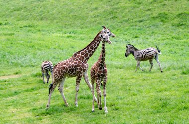 Safari aile