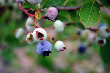 visserij bobber in het w