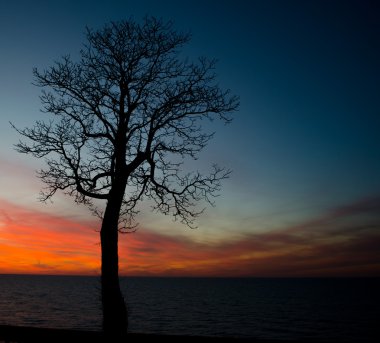 muhteşem göl günbatımı ve ağaç