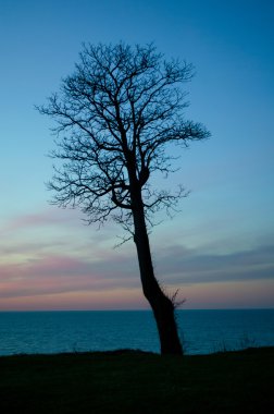 ağaç ve günbatımı gökyüzü göl michgian üzerinde