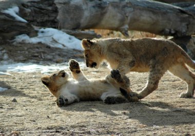 Aslan yavruları oynama