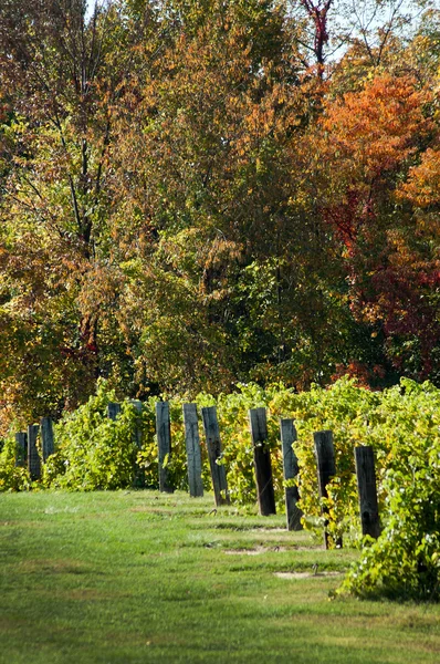 Őszi betakarítás vineyard — Stock Fotó