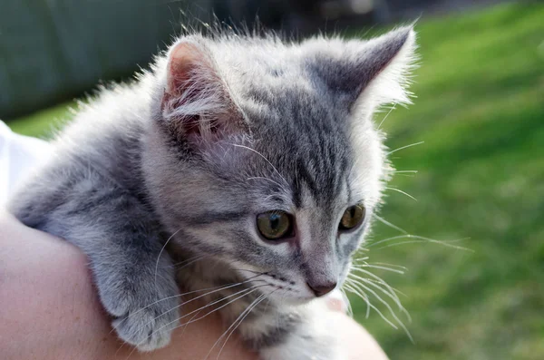 Parlak gözlü yavru kedi — Stok fotoğraf