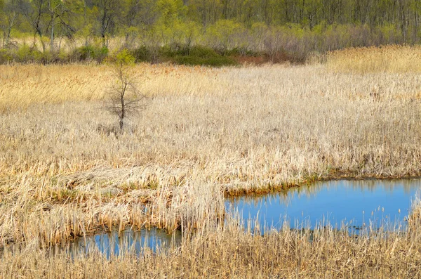 Мічиган водно-болотних угідь і дерев — стокове фото
