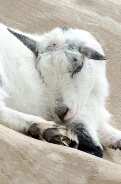 Goat dreaming a happy dream — Stock Photo, Image