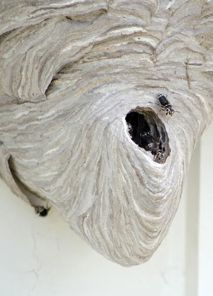 Large wasp hive — Stock Photo, Image