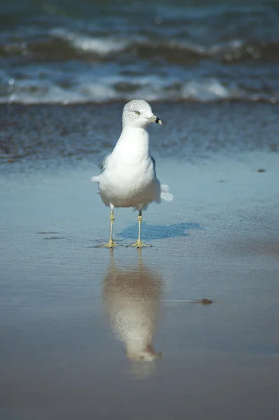 Reflexão da gaivota do mar — Fotografia de Stock