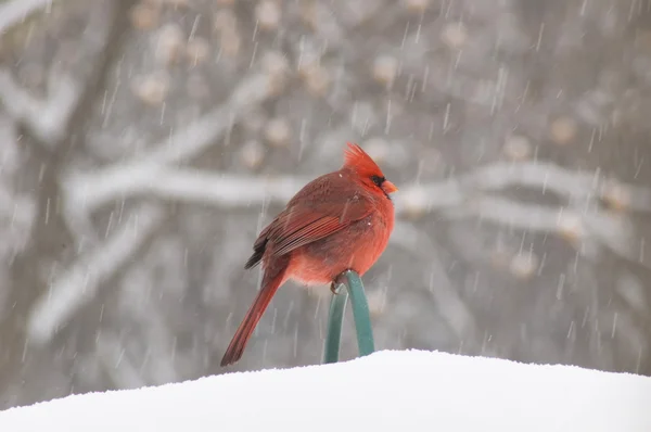 Cardinal rouge dans une tempête hivernale — Photo