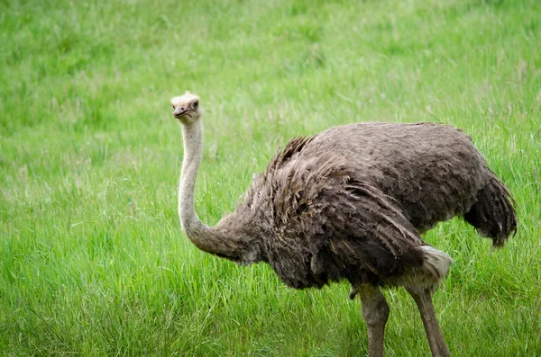 Large ostrich — Stock Photo, Image