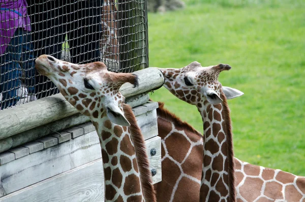 Girafas curiosas — Fotografia de Stock