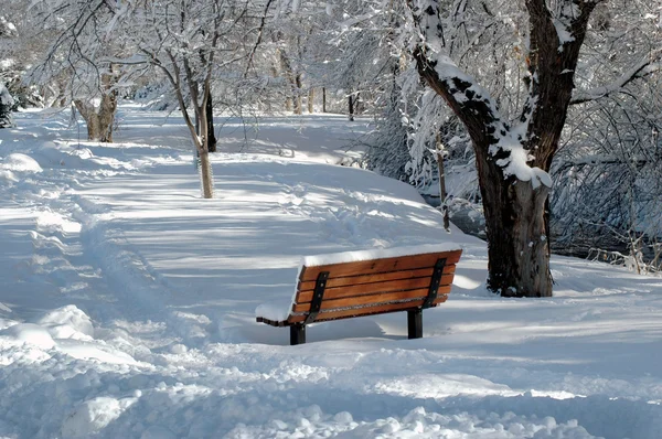 Bois d'hiver dans la neige — Photo