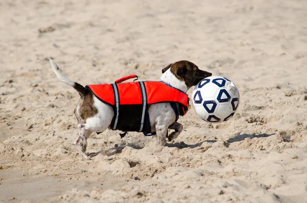 Köpek futbol topu taşır — Stok fotoğraf