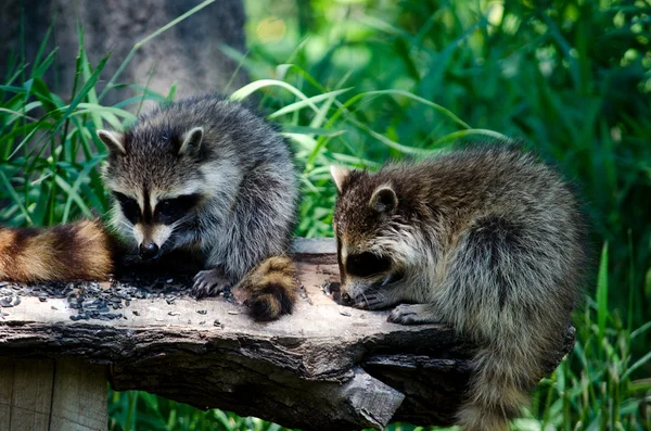 Waschbärenpaar frisst auf einem Baumstamm — Stockfoto