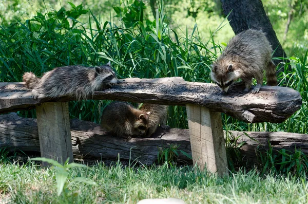 Waschbär-Smaragd — Stockfoto