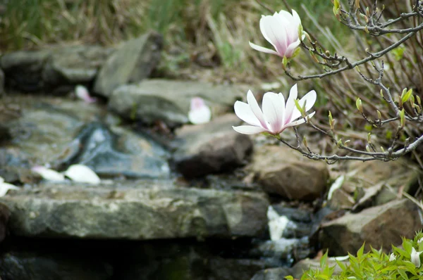 Płatki magnolii — Zdjęcie stockowe