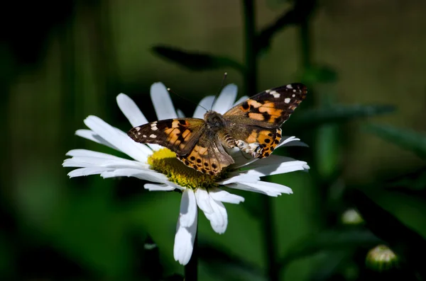 Daisy és pillangó — Stock Fotó