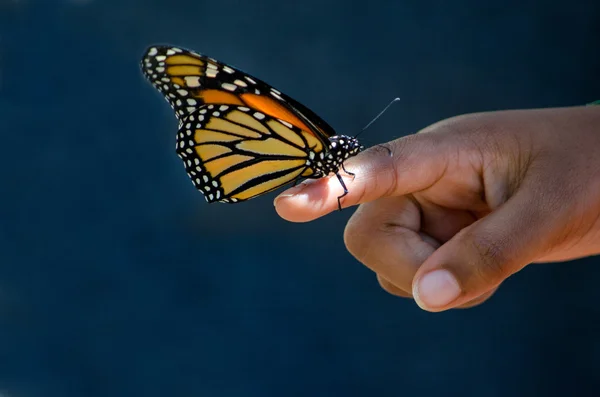 Первый контакт с бабочкой — стоковое фото