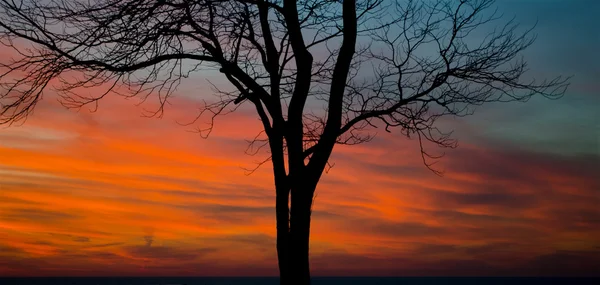 Tree and firey sky — Stock Photo, Image