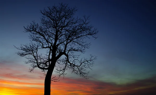 对美丽的夕阳树 — 图库照片