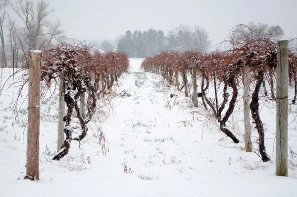 karlı vinyard