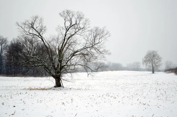 Bomen in een mooie winterlandschap — Stockfoto