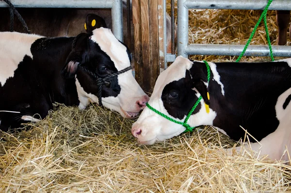 Sussurrador de vacas: duas vacas — Fotografia de Stock