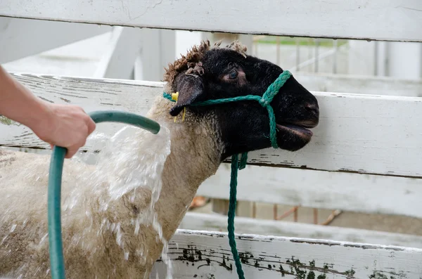 Sheep being given a bath at the fair — Stock Photo, Image