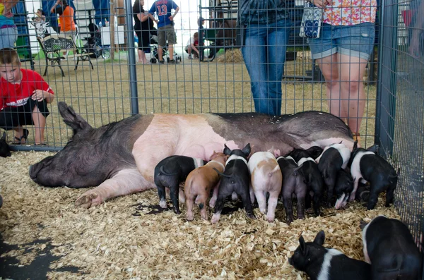 Madre maiale che allatta un sacco di bambini — Foto Stock