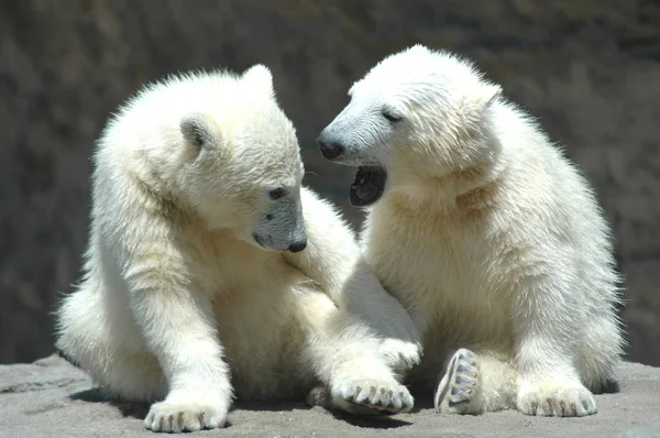 Young polar bears playing — Stock Photo, Image